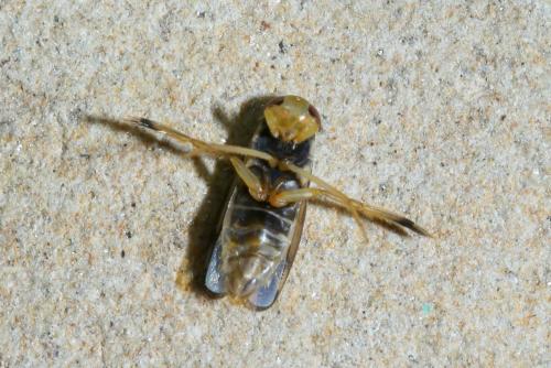 Callicorixa praeusta
